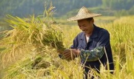 种地三子爆料视频,爆料视频揭示的真实农活生活